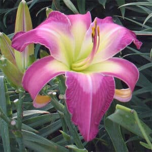 White Eyes Pink Dragon