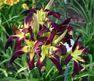 June Williams Memorial