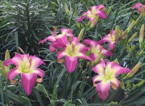 White Eyes Pink Dragon