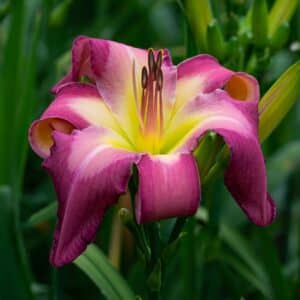 White Eyes Pink Dragon