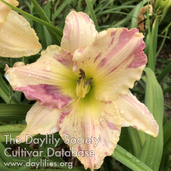 Fuddle Duddle - American Daylily Society