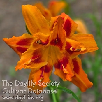 Southwest Sweetheart AHS image