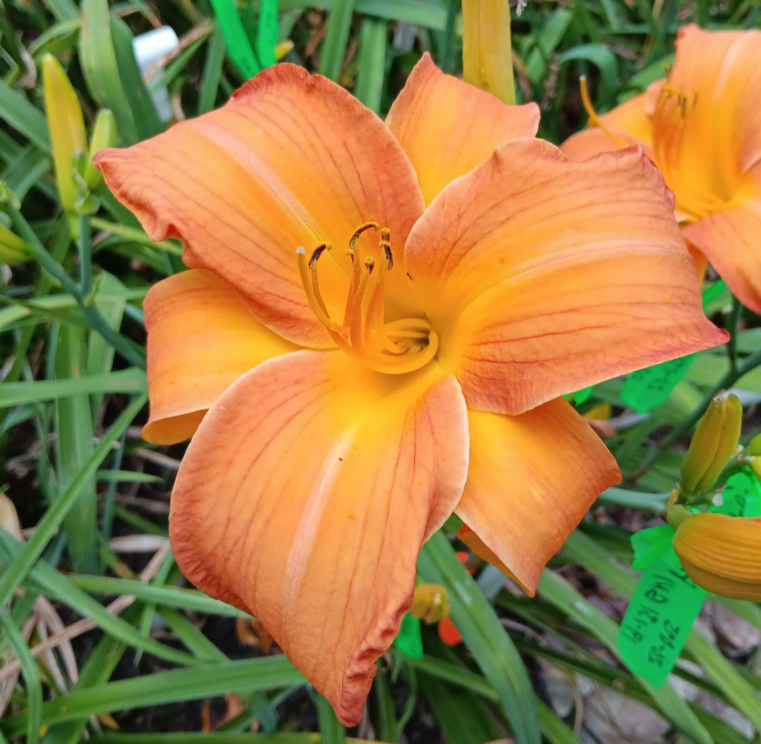 Put Down the Orange Pollen Back Away AHS image