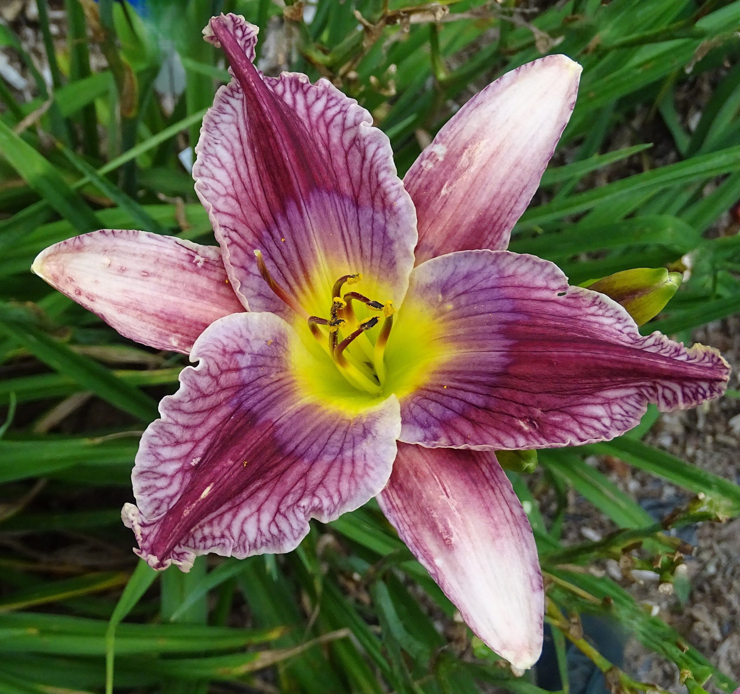 You're So Bloomin' Vein AHS image