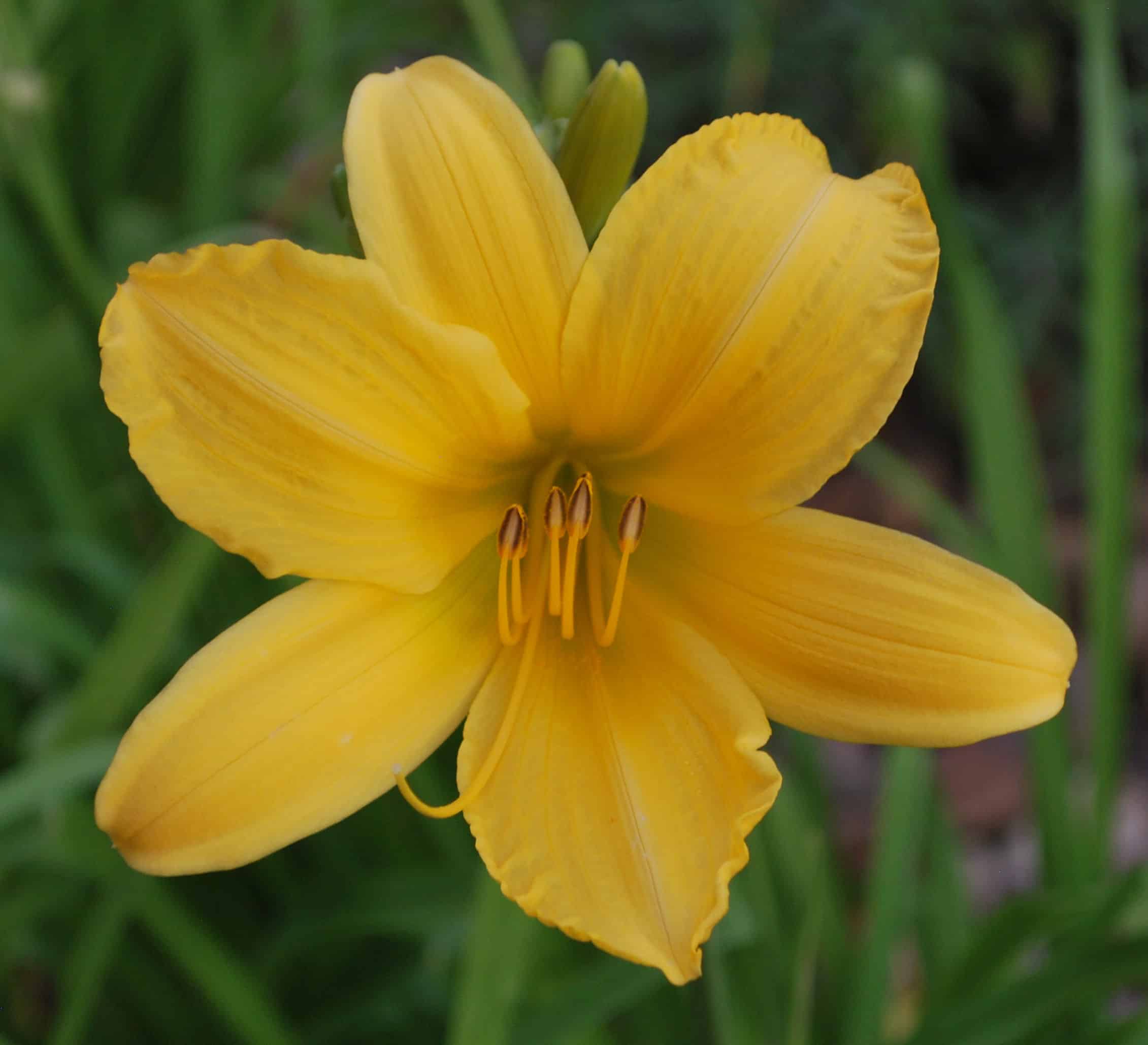 Texas Honey AHS image