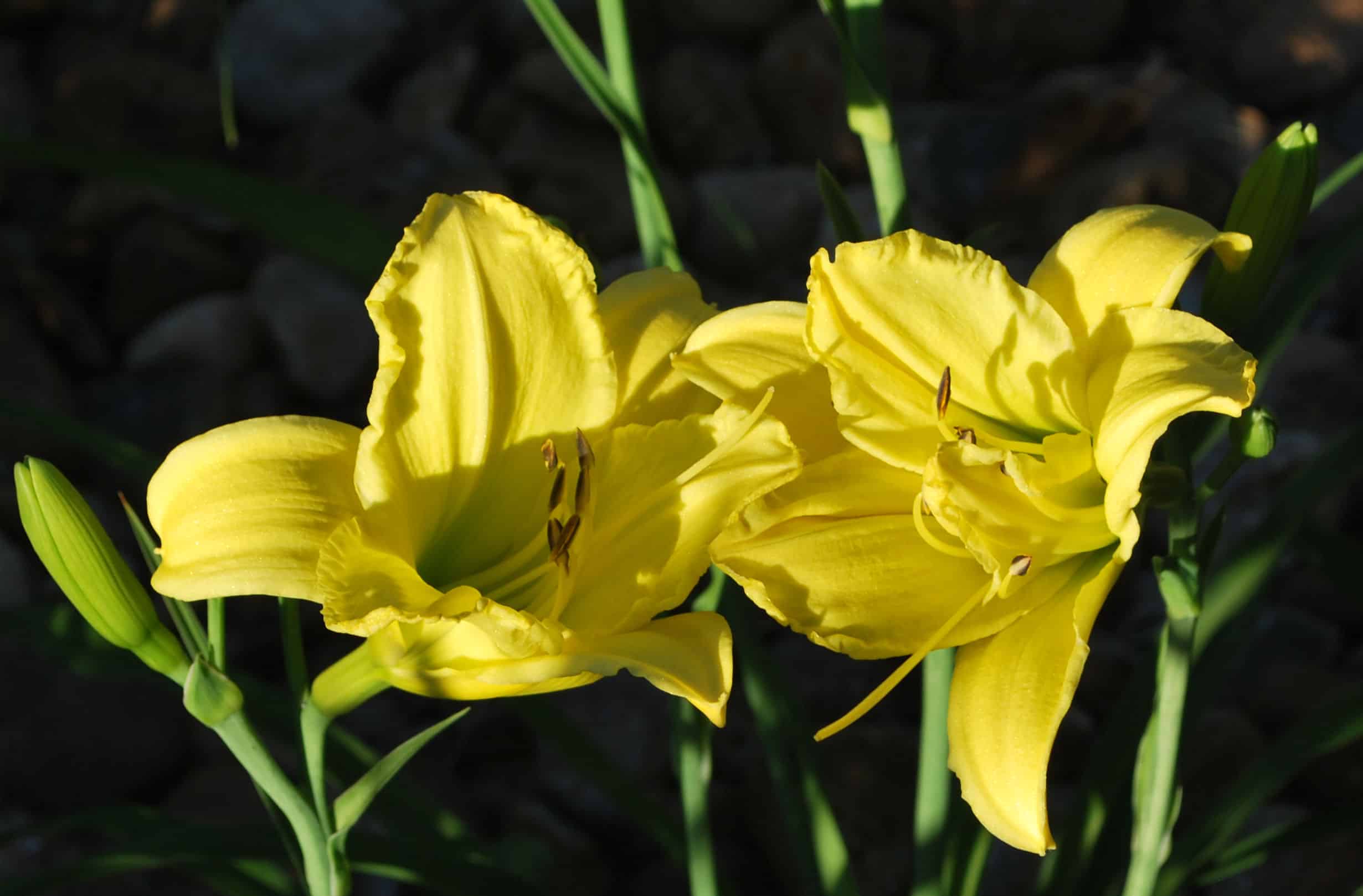Yellow Witch