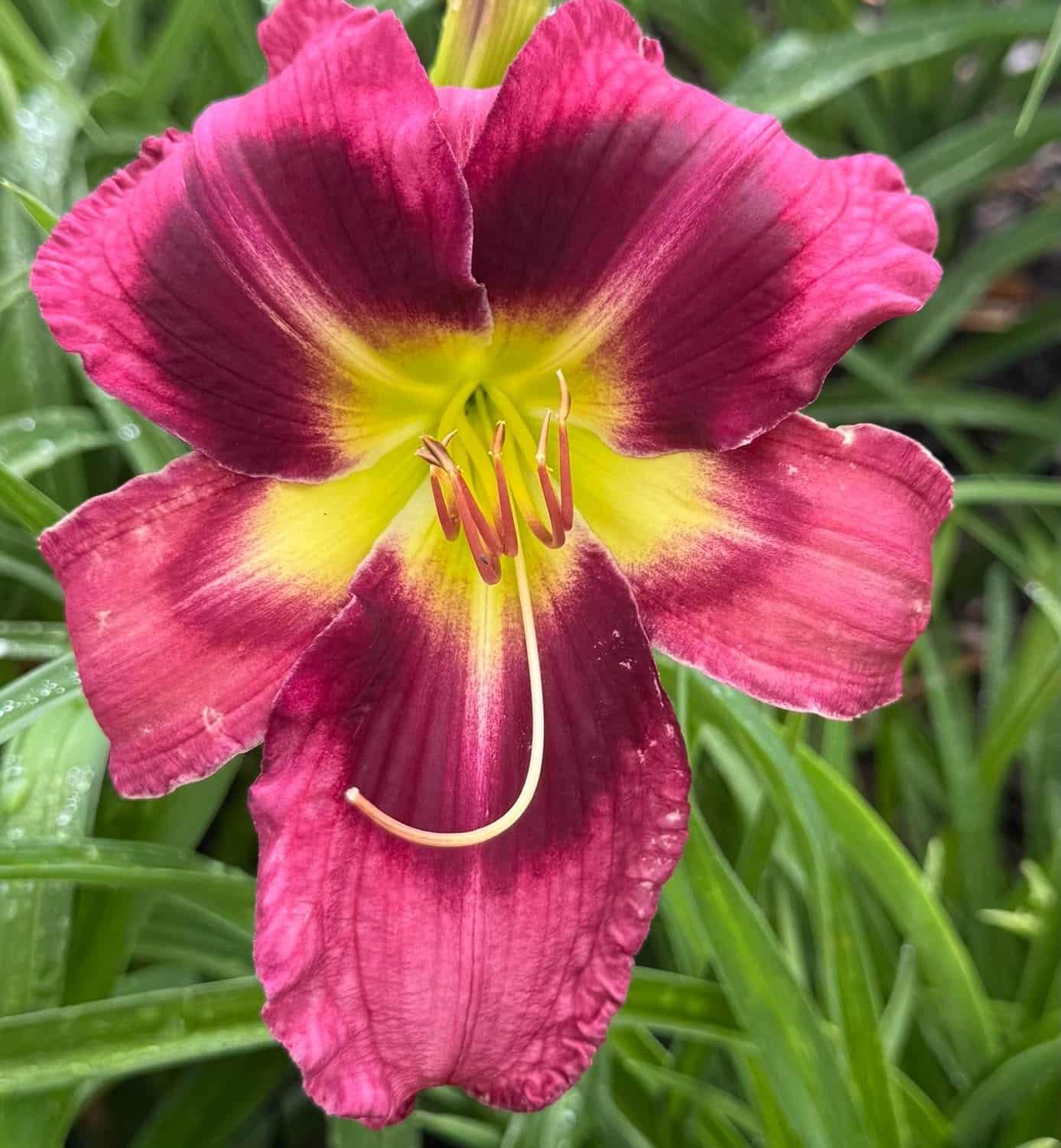 Cerise Splendor AHS image