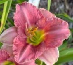 Show Me Dainty Pink Darlin AHS image