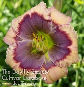 Violet Metal Reflector AHS image