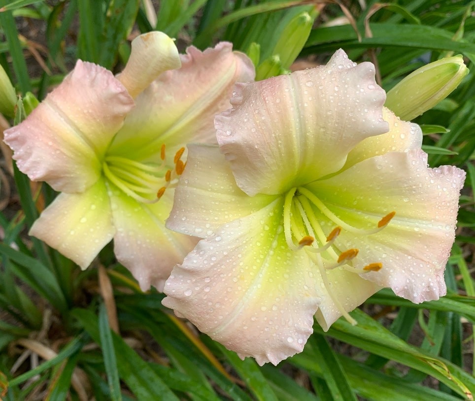 Sweet Pretty Darling AHS image