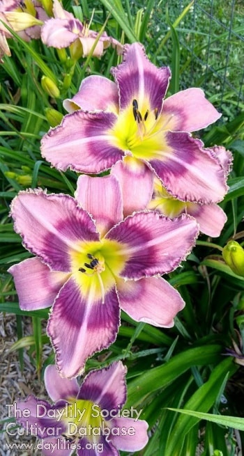 Beautiful Deborah Jeanne Smith