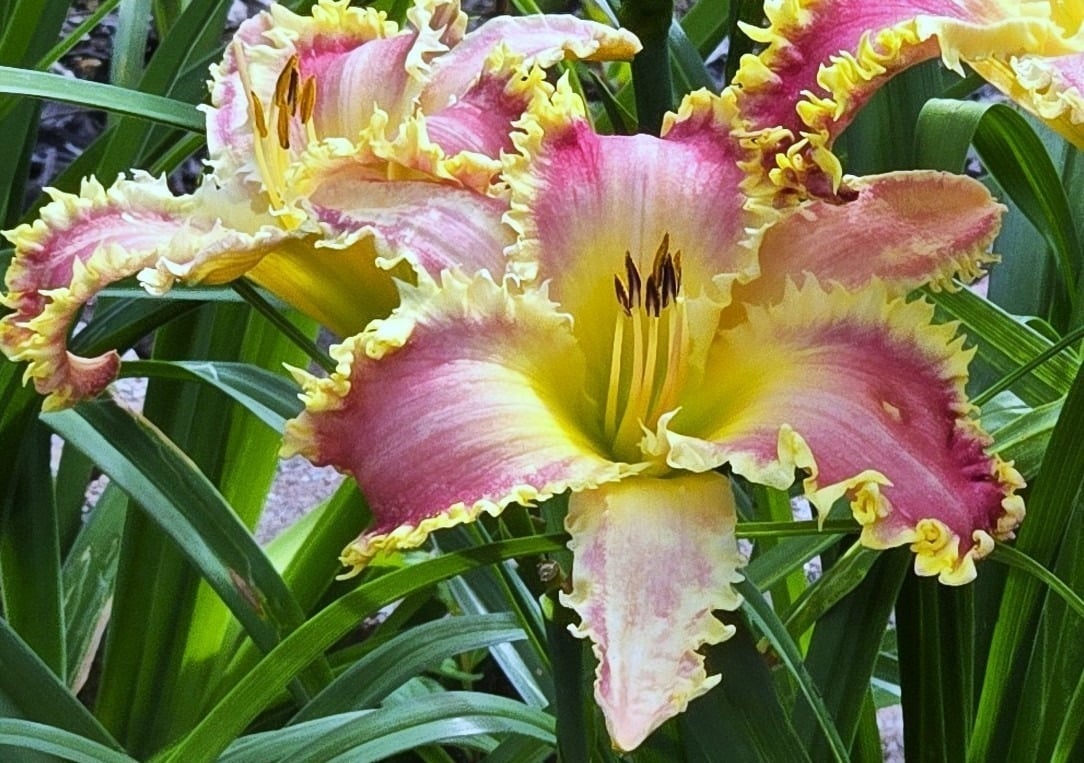 Elohim Prickly Pink AHS image