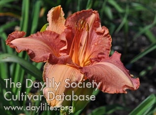 Belize Breeze AHS image