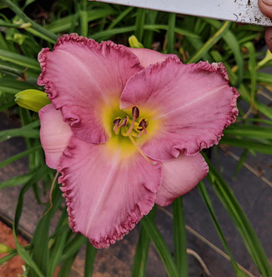 Pink Satiny Delight