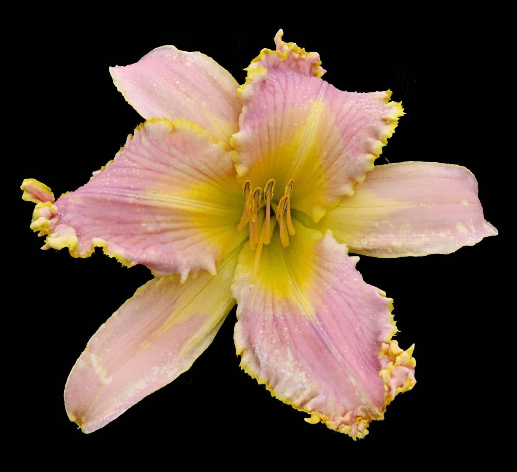 Aaliyah’s Pink Star