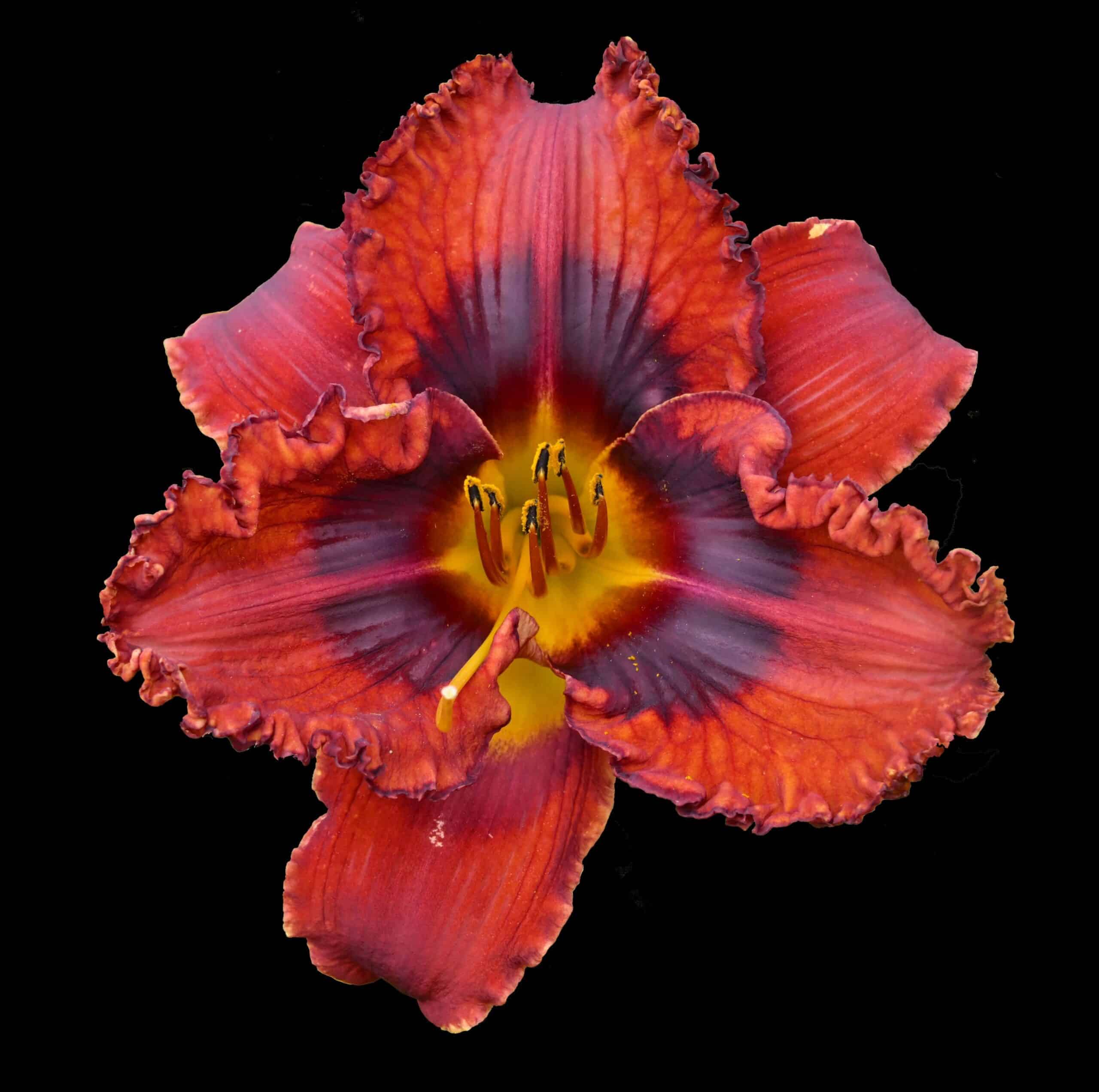 Dynamic Dazzle AHS image