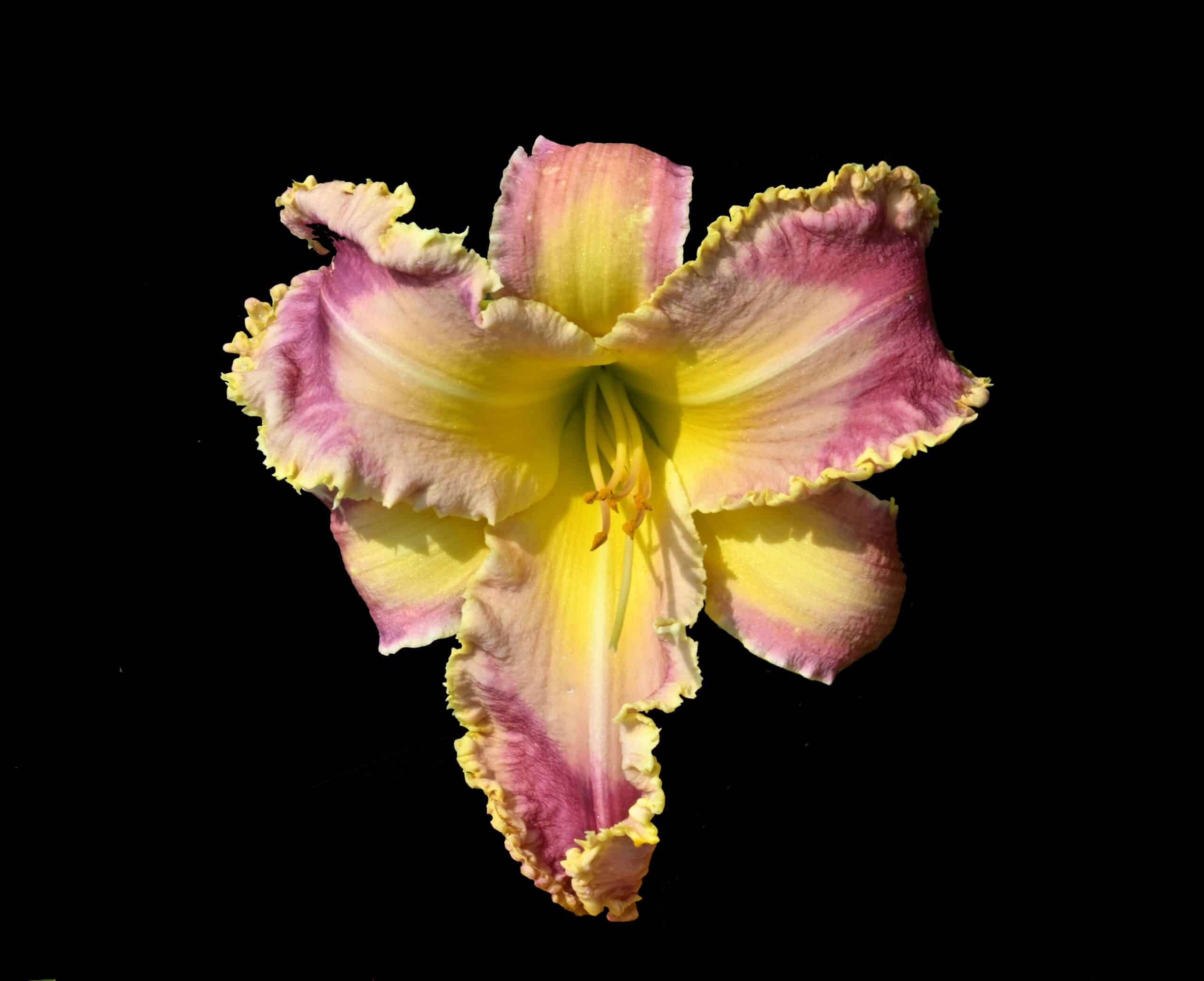 Jaylin's Pink Perfection AHS image