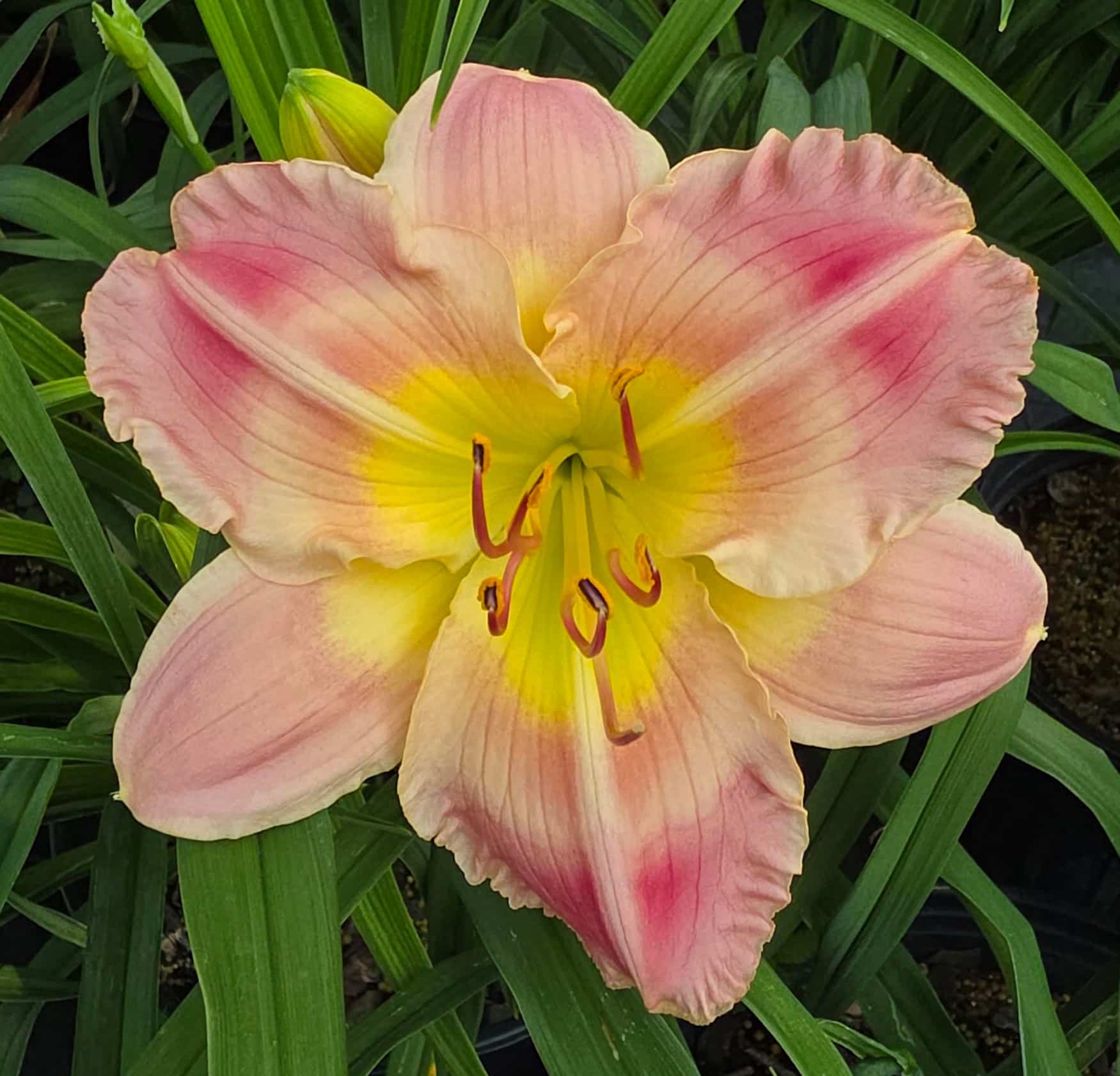 Blush and Bashful