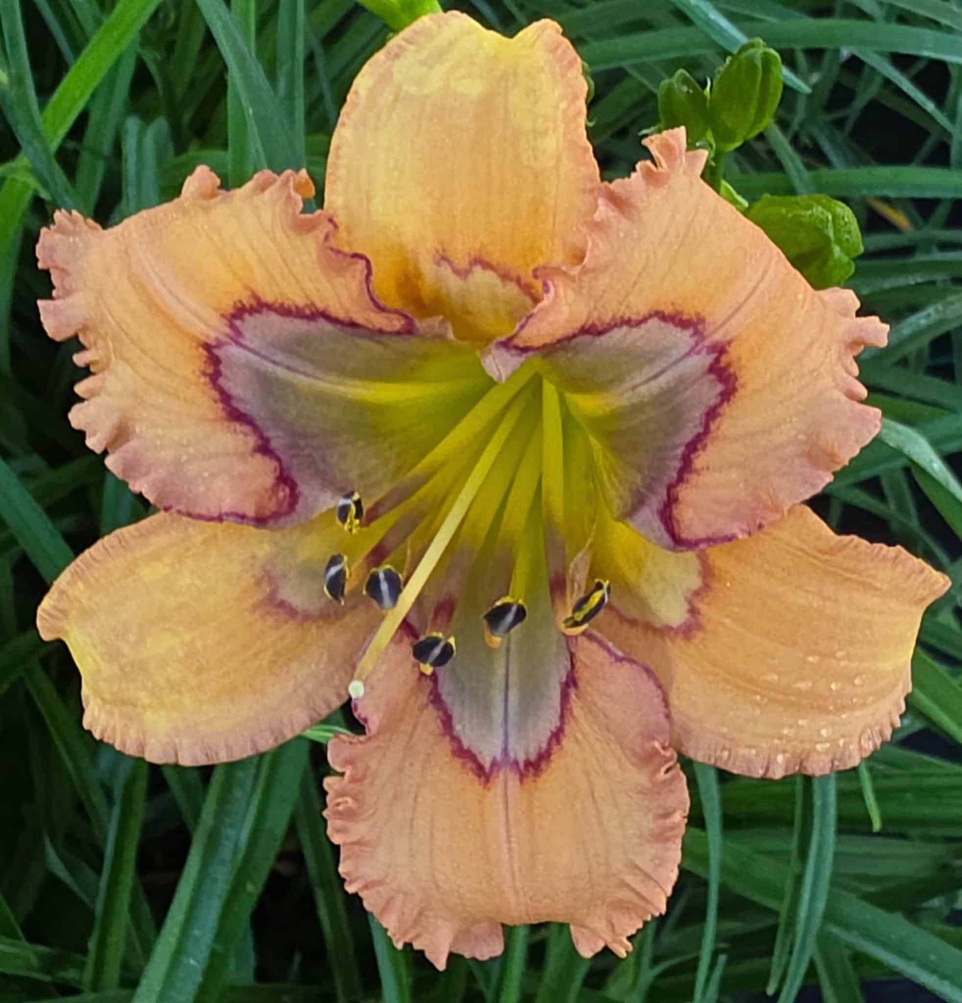Apricot Majesty