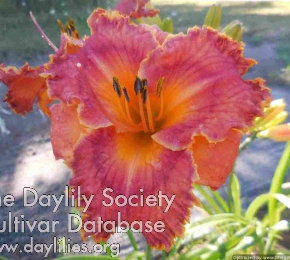 Nick's Naughty Ninja - American Daylily Society
